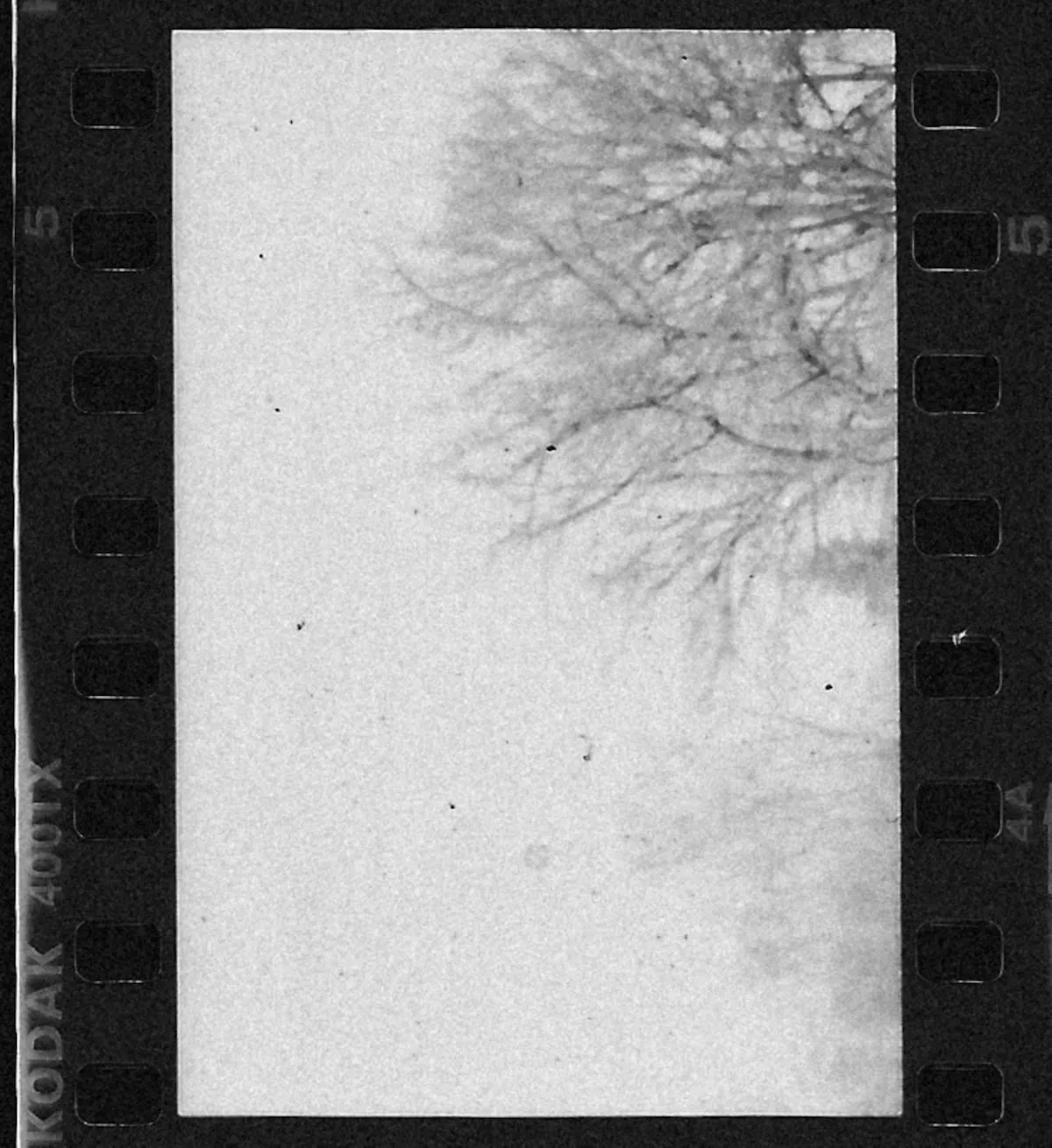 Film negatives on a light table ready for scanning